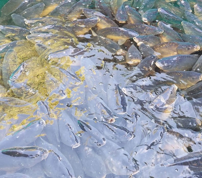 Karp żywy, handlowy, zarybieniowy, hurt