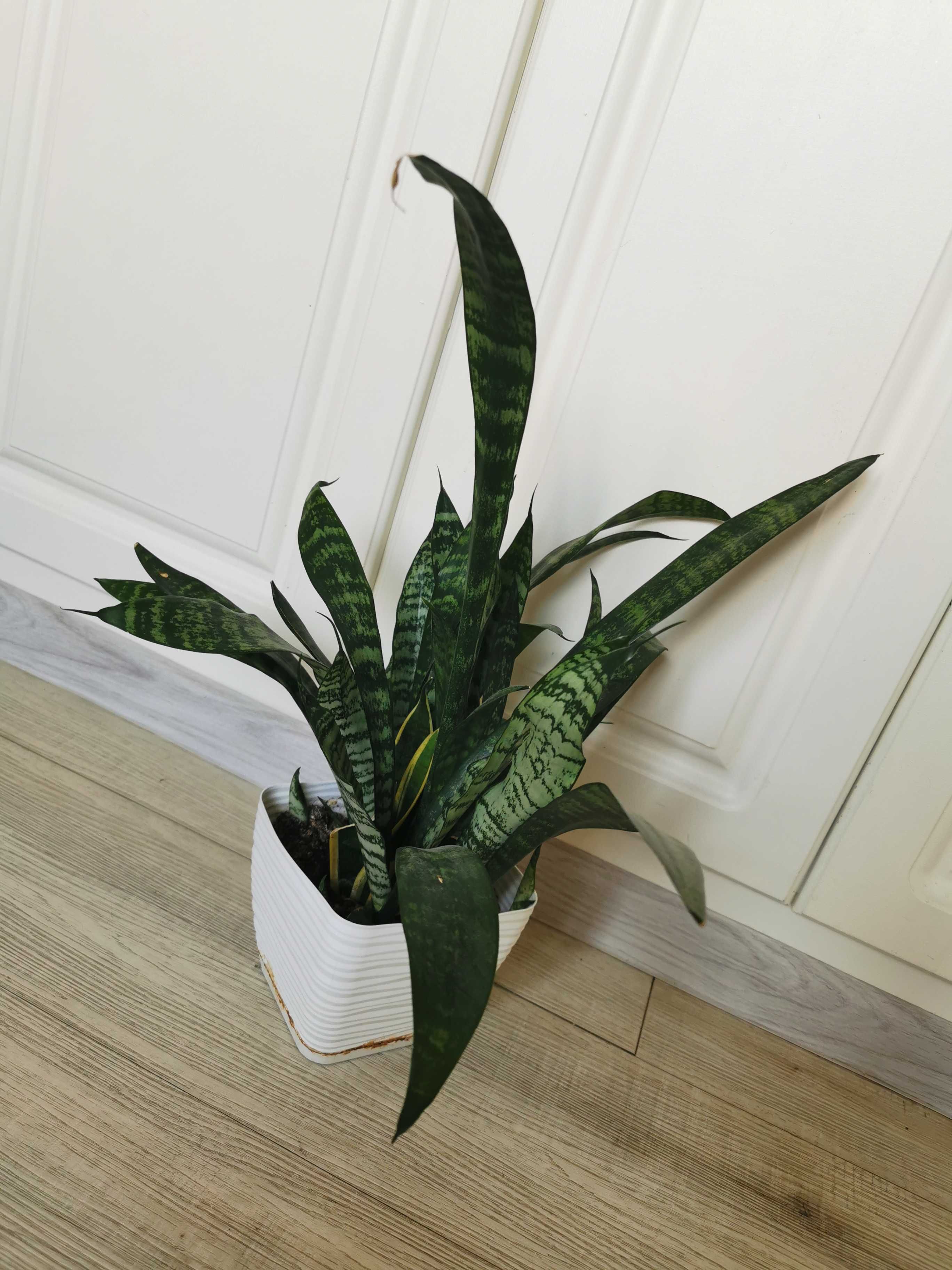 Sansevieria fajna młoda roślinka