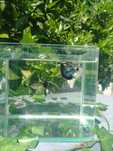 Dragon Dark Blue halfmoon