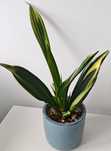 Sansevieria Golden Flame Black