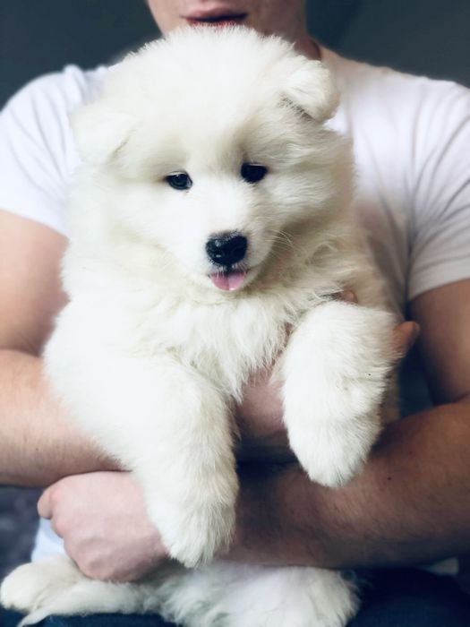 Samoyed Biały Szczeniaczek