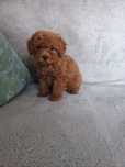 Pudel toy piesek red
