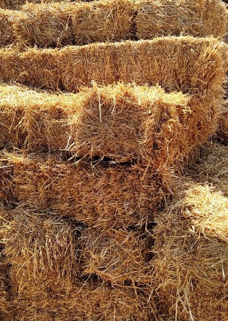 Солома яшна,пшенична в тюках