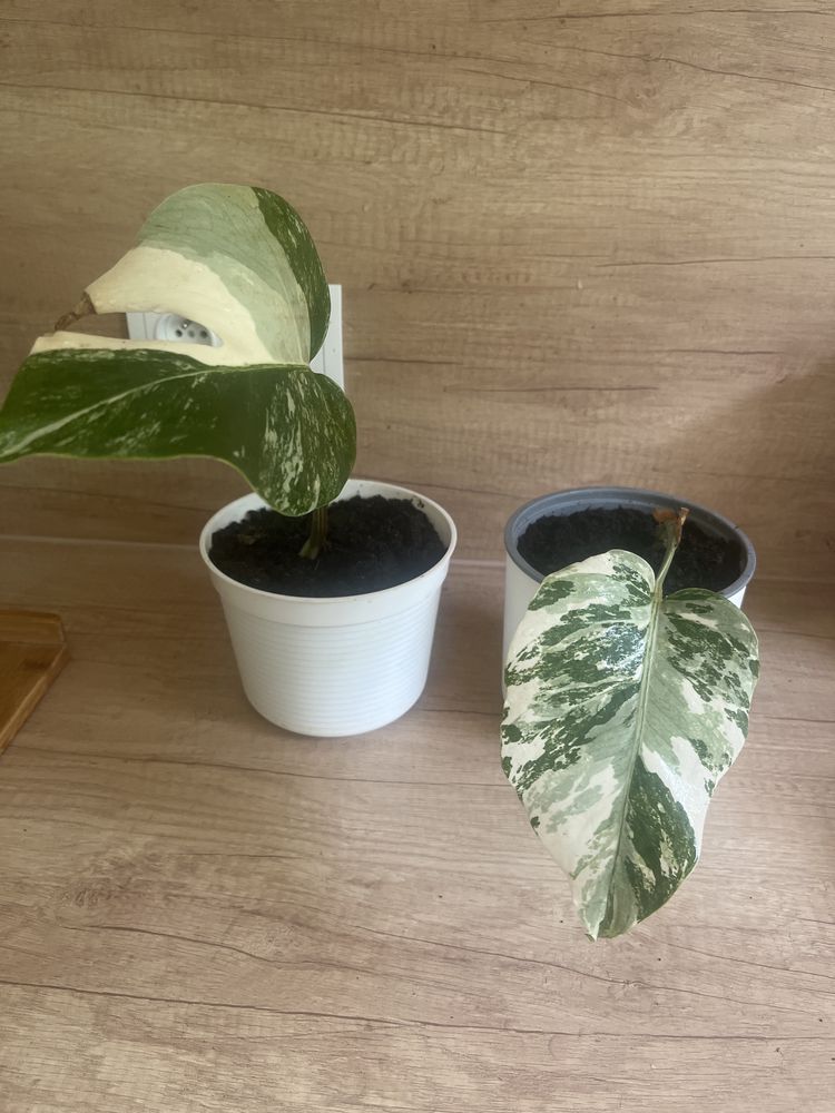 Monstera Variegata