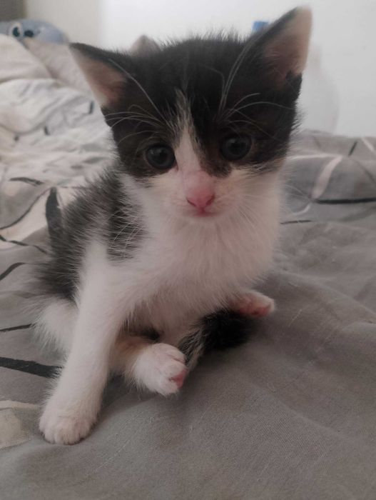 Oddam kotka za darmo