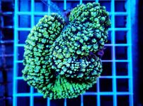 Lobophyllia hemprichii lemon green, akwarium morskie, koralowce LPS