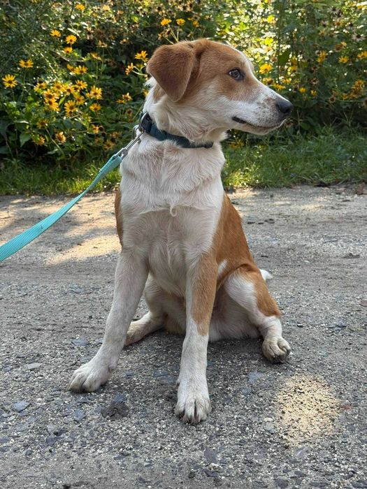 Bąbel- roczny psiak do adopcji