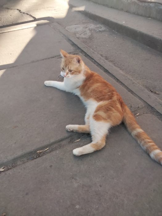 Кастрированый Яша  в поисках дома