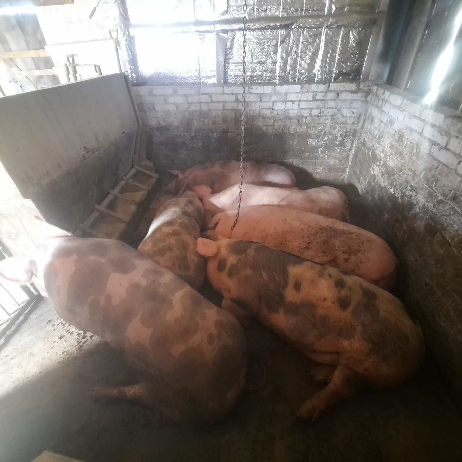 Продам свині :живою або битою вагою
