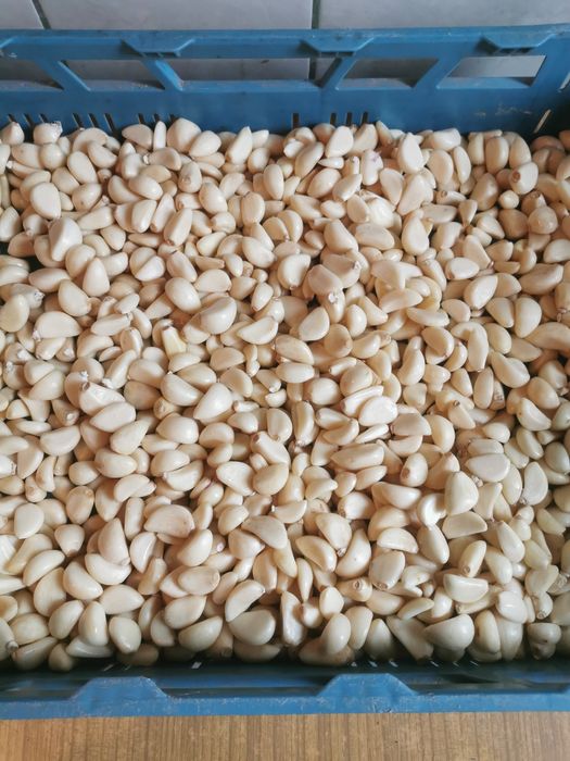 Czosnek polski obierany na biało