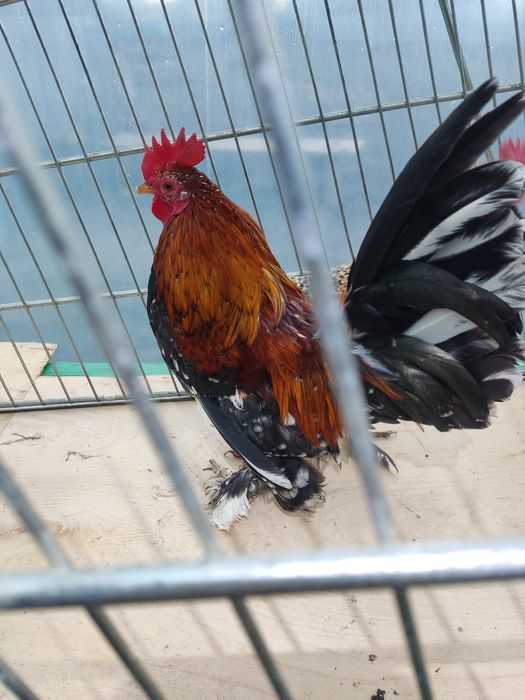 Декоративні кури