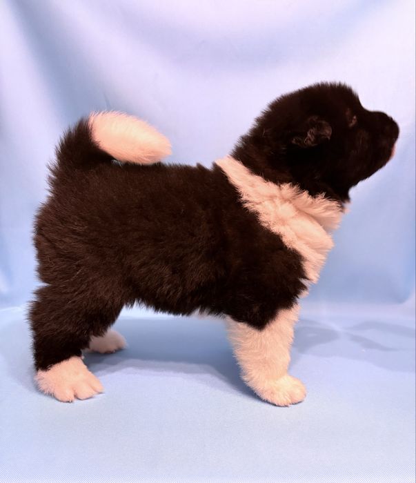 Akita Amerykańska piesek ZKwP /FCI