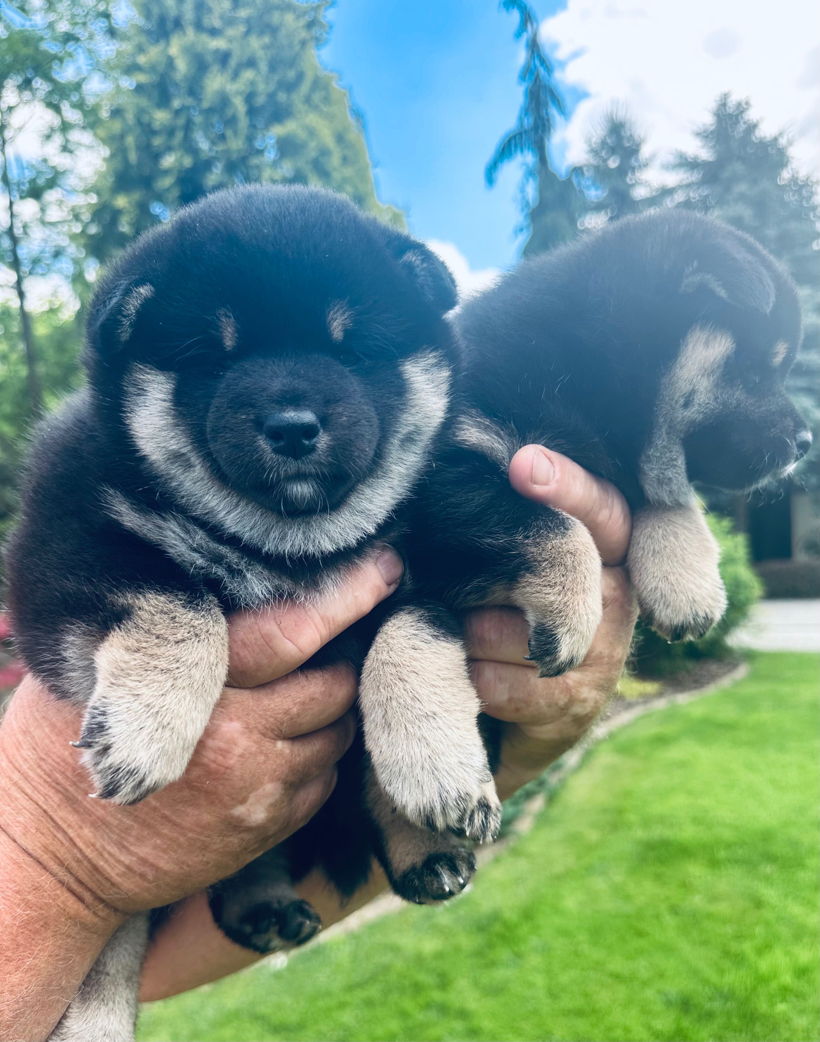 Piesek Shiba inu ZKwP FCI