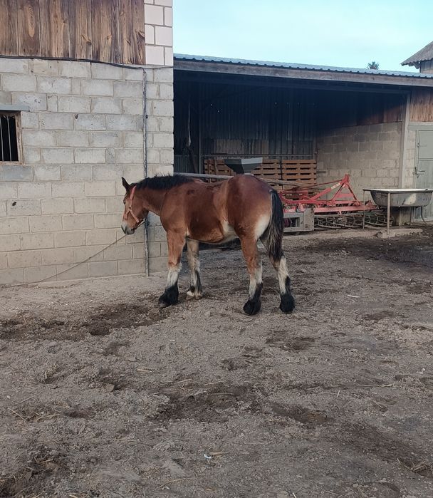 Ogierek zimnokrwisty 6 miesięcy.