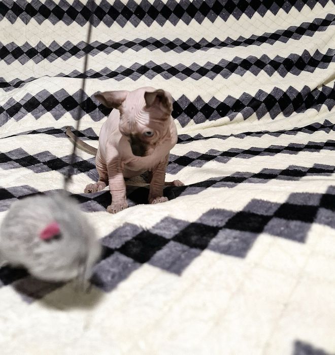 Мальчик. Порода Эльф.