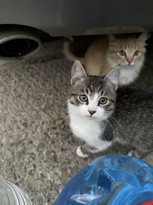 Срочно! Наймиліші грайливі кошенята, хлопик  та дівчинка 4 місяця!