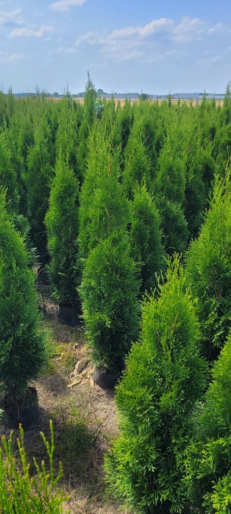 Tuja Smaragd 140 cm tuje 100 thuja 120 brabant laurowiśnia myślenice