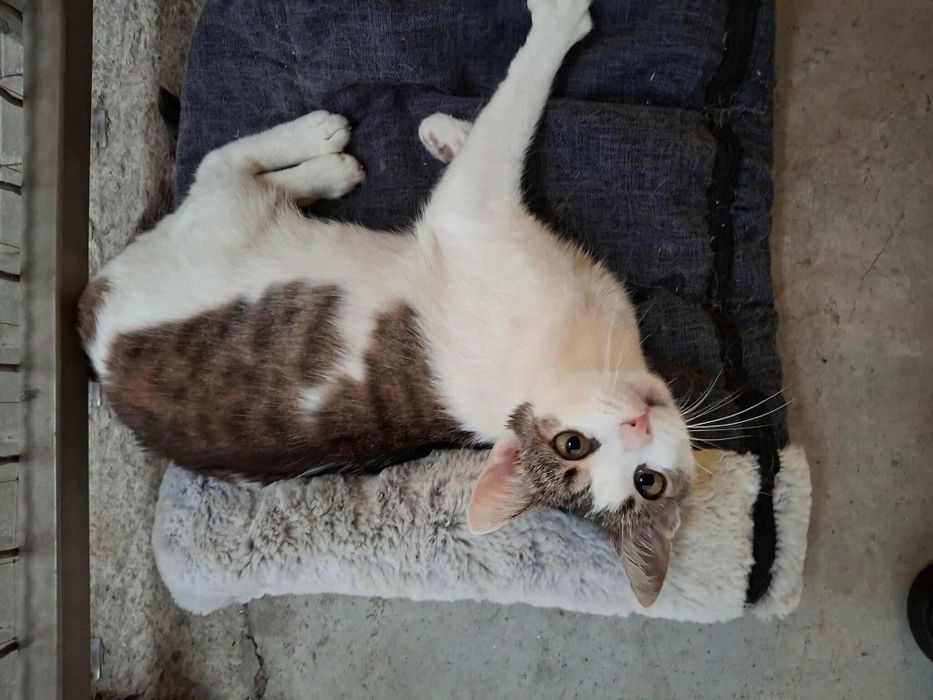 Piękna Zyzia czeka na adopcje