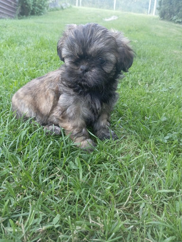 Piękna suczka shih tzu