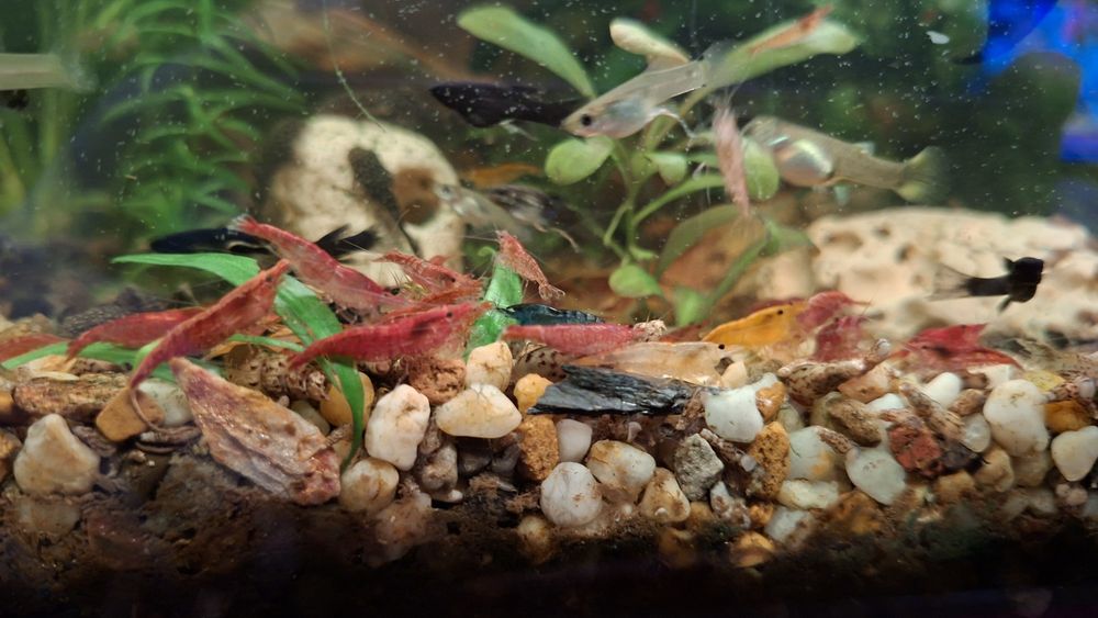 Krewetki neokardiny kolorowe. Glonojady, Molinezje, Gupiki