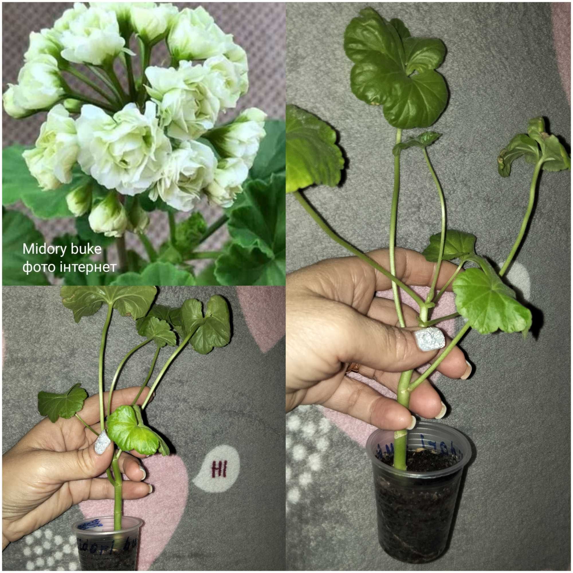 Продам таких красунь