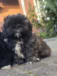 Shihtzu gotowy do odbioru