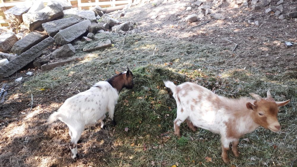 Cabras anas, 2 machos