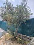 Vendo oliveiras .