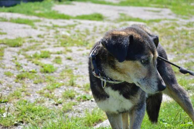 Dziubdziuś fajny psiak