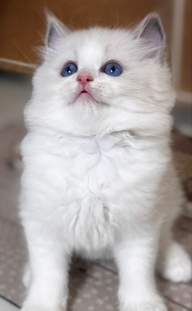 Koteczka  Ragdoll - blue bicolor
