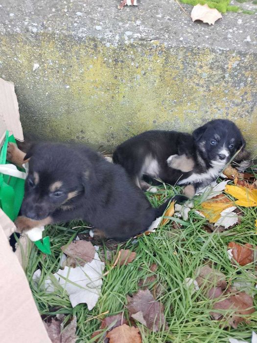 Отдам щенков в добрые руки