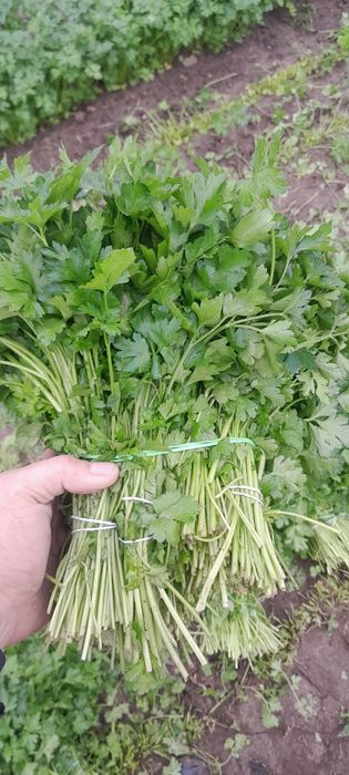 Świeże Warzywa dla Gastronomii Sklepów i Kebabów