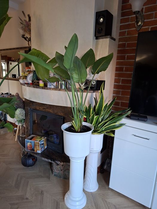 Kwiaty na zewnątrz i wewnątrz