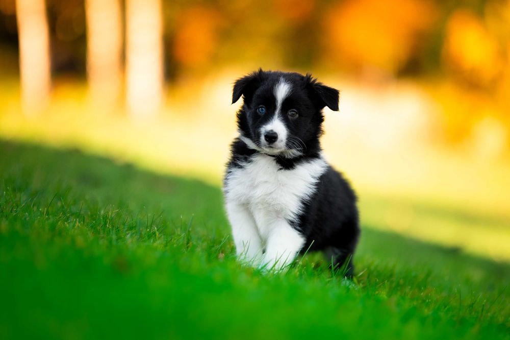 Border Collie kolorowe oczy ! - badania genetyczne
