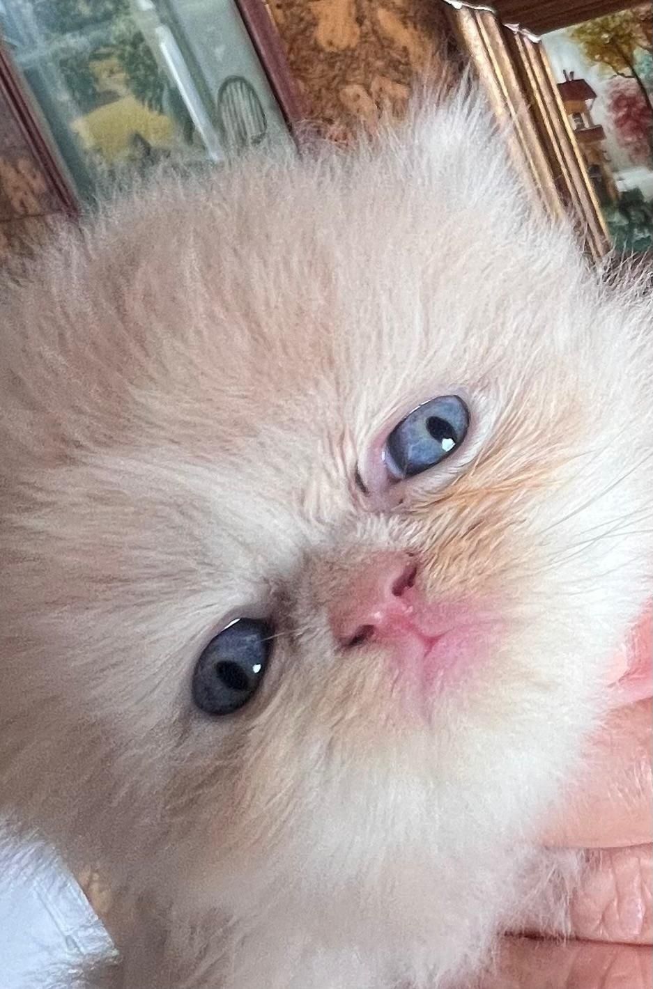 Gatinho persa irresistível