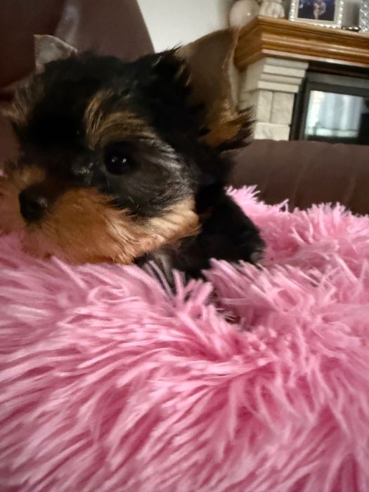 Yorkshire Terrier York ZKwP FCI śliczna dziewczynka