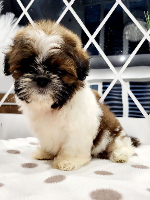 Sunia shih tzu gotowa na nowy domek