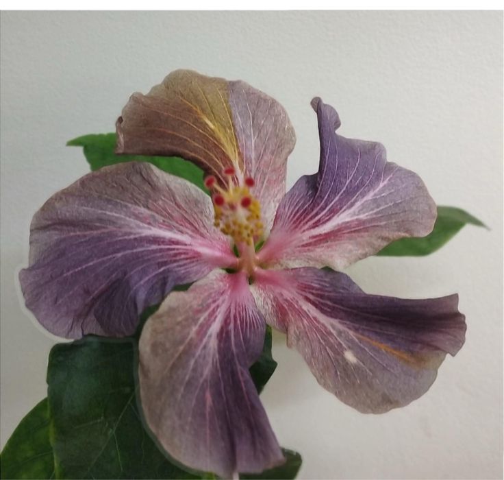 Привтивки гибискусов