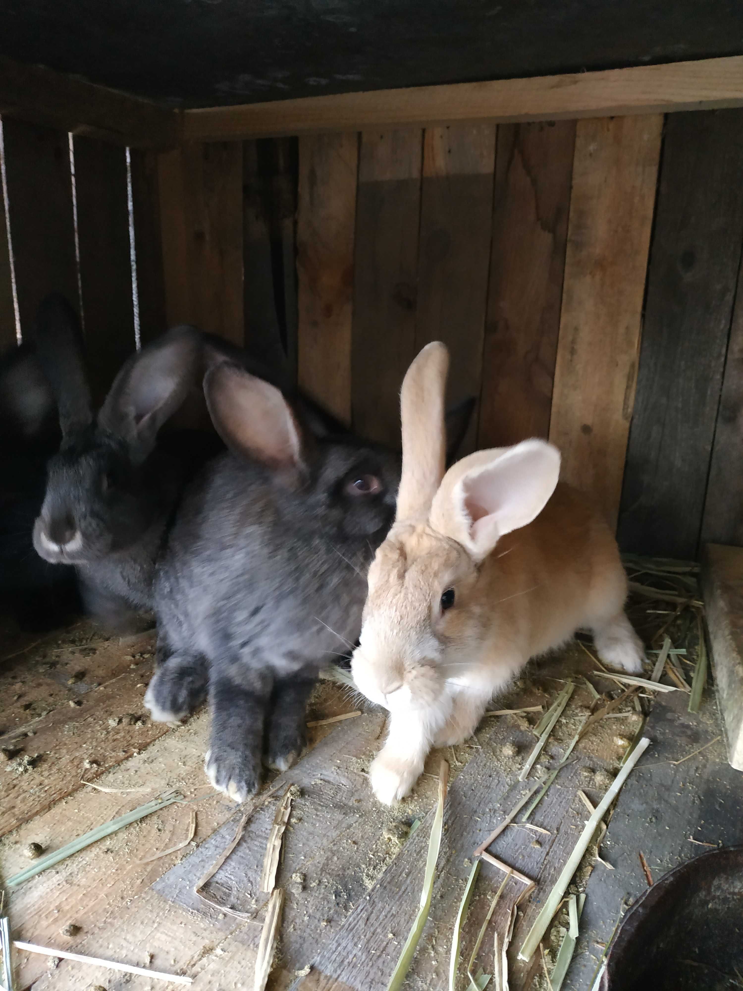 Продам кролики 6 та 3 місяці