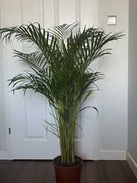 Duża palma Areka_Areca_160 cm_ oczyszcza powietrze