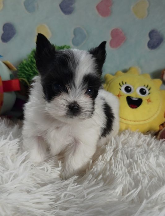 Maleńki piesek Yorkshire Terrier Black and White.