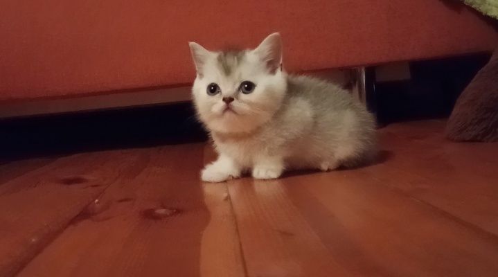 Срібна шиншила страйт