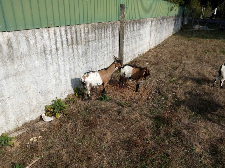 Vendo cabras anas