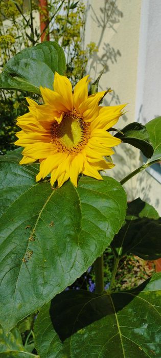 Słonecznik na kwiat do zebrania