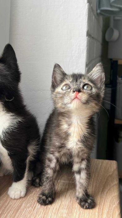 Ласковые котята ищут дом