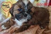 Śliczna sunia shih-tzu GLORIA-ZAREZERWOWANA !!!