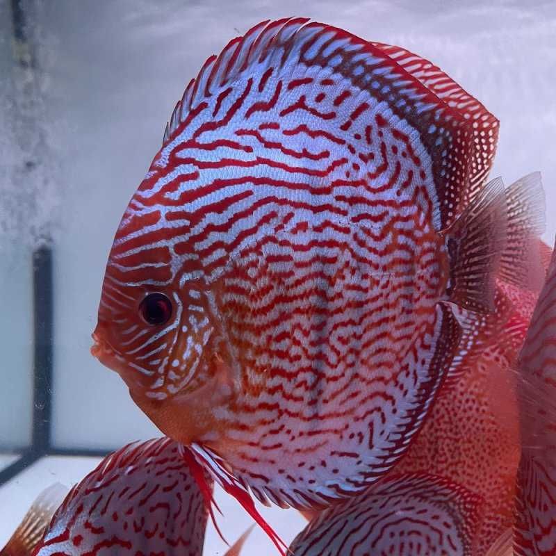 Dyskowce Paletki Red Turquoise x Red Spotted Green   Piwowarski