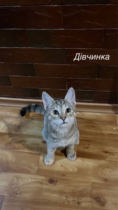 Казкові кошенята ШУКАЮТЬ родини!