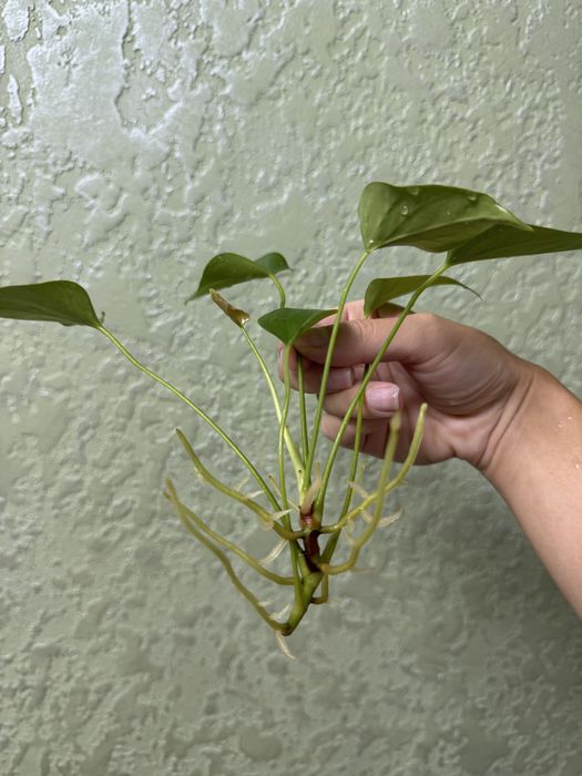 Антуріум колорадо, лівіум, каваллі, блек паріж, хот ліпс