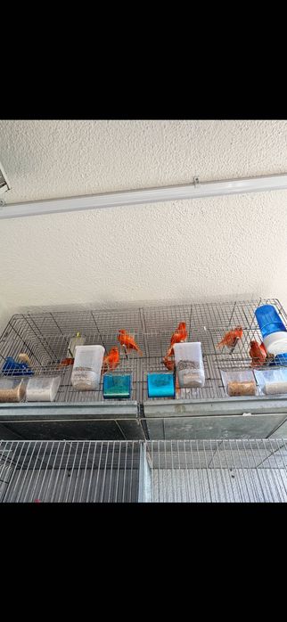 Canarios vermelhos casal